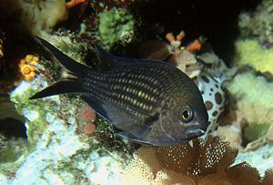 Mönchsfisch (Chromis chromis)