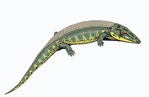 Chroniosaurus dongusensis aus dem Oberperm von Russland.