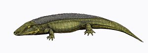 Chroniosuchus, ein Chroniosuchier aus dem Oberperm von Russland.