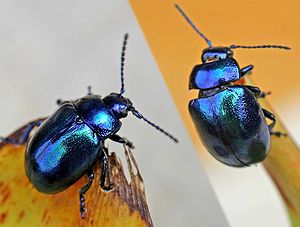 Himmelblauer Blattkäfer(Chrysomela coerulans)