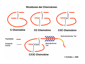The four chemokine subfamilies