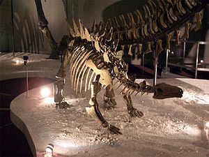 Skelett von Chungkingosaurus