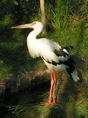 Maguaristorch (Ciconia maguari)