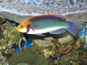 Rotaugen-Zwerglippfisch (Cirrhilabrus solorensis)Männchen in Balzfärbung