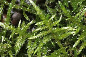 Cirriphyllum piliferum (Haarblattmoos) IMG 0879.JPG