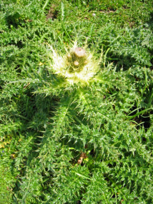 Alpen-Kratzdistel (Cirsium spinosissimum)