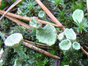 Echte Becherflechte (Cladonia pyxidata)