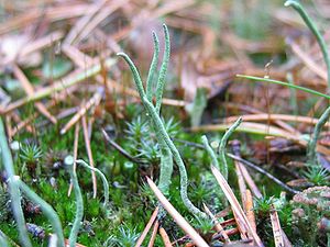 Pfriemen-Geweihflechte (Cladonia subulata)