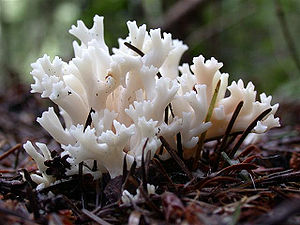 Kammförmige Koralle (Clavulina cristata)