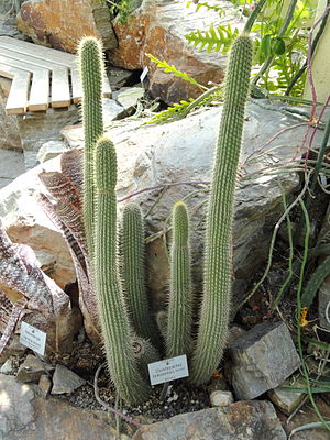 Cleistocactus tominensis (Botanischer Garten München-Nymphenburg)