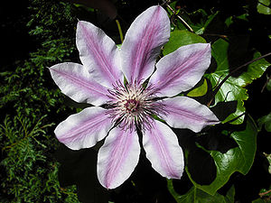 Clematis-Sorte 'Nelly Moser'