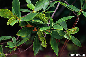 Cliftonia monophylla.jpg