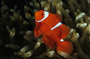 Clownfish (PNG).jpg