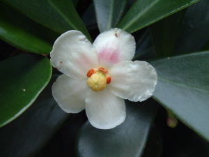 Blüte von Clusia fluminensis.