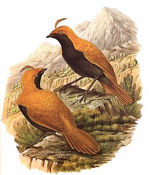 Furchenvogel (Cnemophilus macgregorii)