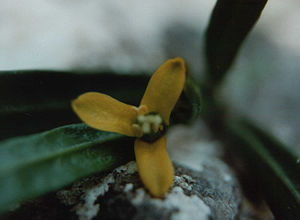 Blüte von Cneorum tricoccon