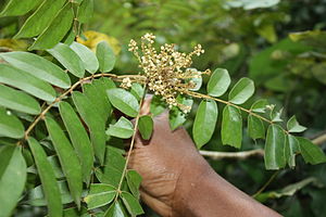 Cnestis ferruginea