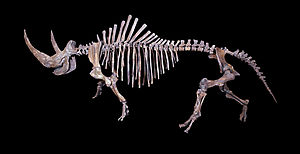 Skelett eines Wollnashorns