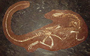 Skelett von Coelophysis, einem der ersten Neotheropoda, im Londoner Natural History Museum.