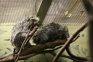 Cuandus im Smithsonian National Zoological Park, Washington