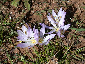 Colchicum szovitsii subsp. brachyphyllum