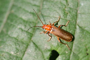 Coleoptera14062008.jpg