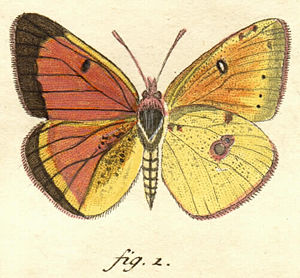Colias myrmidone, orig. figure from Esper, -1777-, pl. 65.jpeg