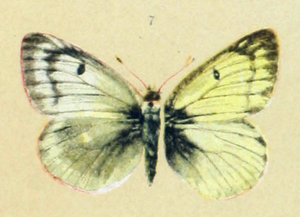 Colias werdandi ♀ (links), ♂ (rechts)