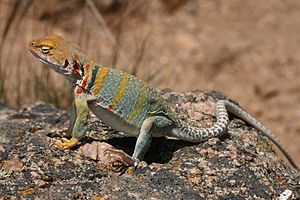 Halsbandleguan (Crotaphytus collaris)