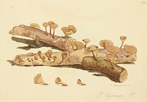 Harter Stromabecherling (Rutstroemia firma) aus den „Coloured Figures of English Fungi or Mushrooms“ von James Sowerby, 1797