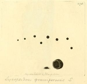 Zeichnung der Sklerotia von James Sowerby (1803), damals noch als Lycoperdon graniformis.