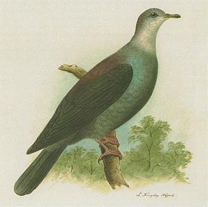 Columba versicolor.jpg