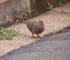 Columbina minuta (Plain-breasted Ground-Dove).jpg
