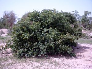 Kinkéliba (Combretum micranthum)