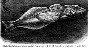 Comephorus baicalensis, aus Brehms Tierleben,Band 8. dritte Auflage (1892)