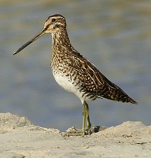 Bekassine (Gallinago gallinago)