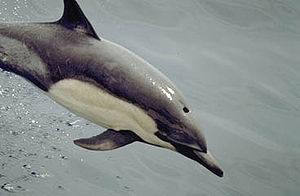 Gemeiner Delfin