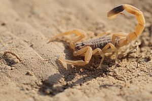 Compsobuthus acutecarinatus