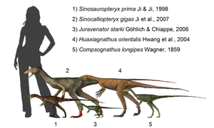Einige Compsognathiden im Größenvergleich (Rekonstruktion)