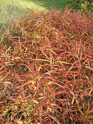Herbstfärbung von Comptonia peregrina