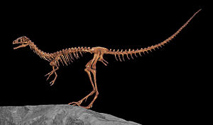 Skelettrekonstruktion von Compsognathus im North American Museum of Ancient Life