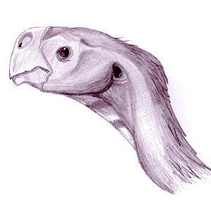 Conchoraptor gracilis, zeichnerische Kopfstudie