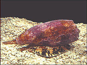 Kegelschnecke (Conus geographus')