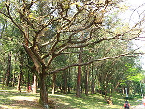 Copaifera langsdorfii in einem Park in São Paulo, Brasilien.