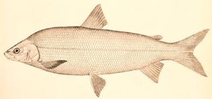 Heringsmaräne (Coregonus clupeaformis)