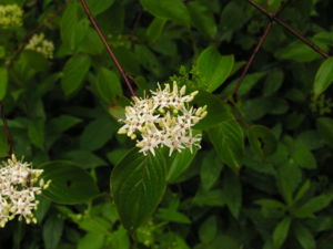 Seidenhaariger Hartriegel (Cornus amomum)