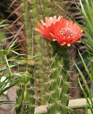 Corryocactus melanotrichus.jpg