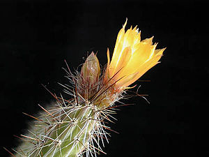 Corryocactus squarrosus