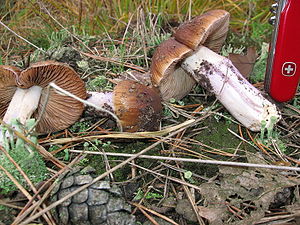 Langstieliger Schleimfuß (Cortinarius elatior)