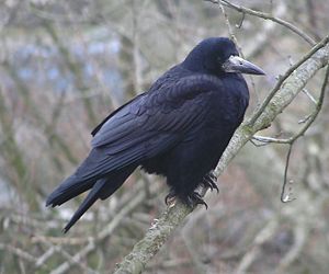 Saatkrähe (Corvus frugilegus)